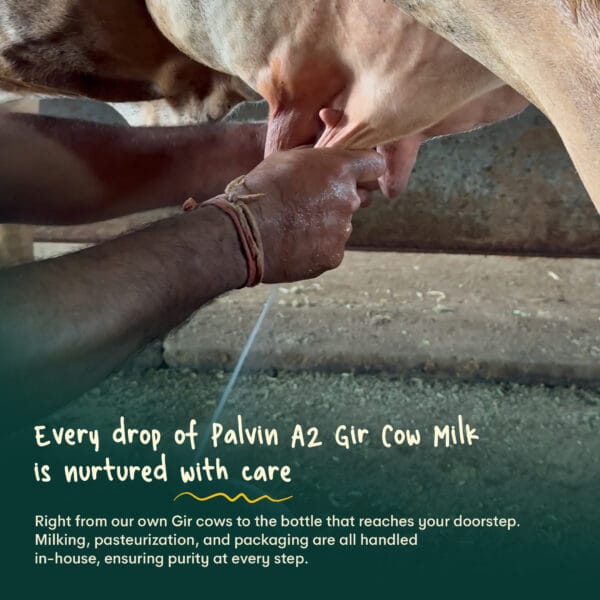 03 Palvin Milk Whatsapp Catalogue 02