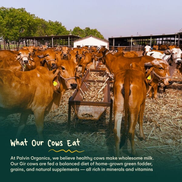 03 Palvin Milk Whatsapp Catalogue 04 1