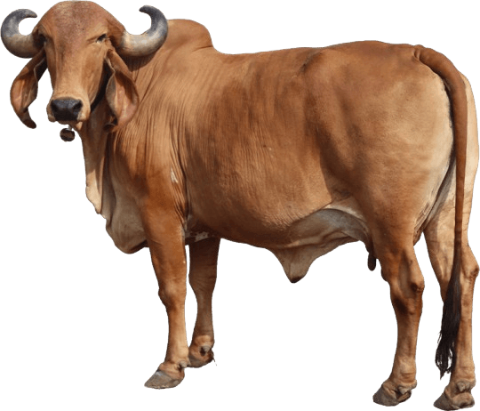 Cow