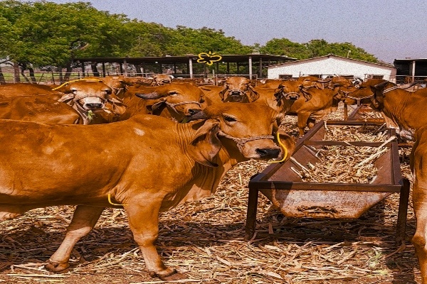 Orning Rituals at Palvin Farm: How We Begin the Day with the Gir Cow Herd